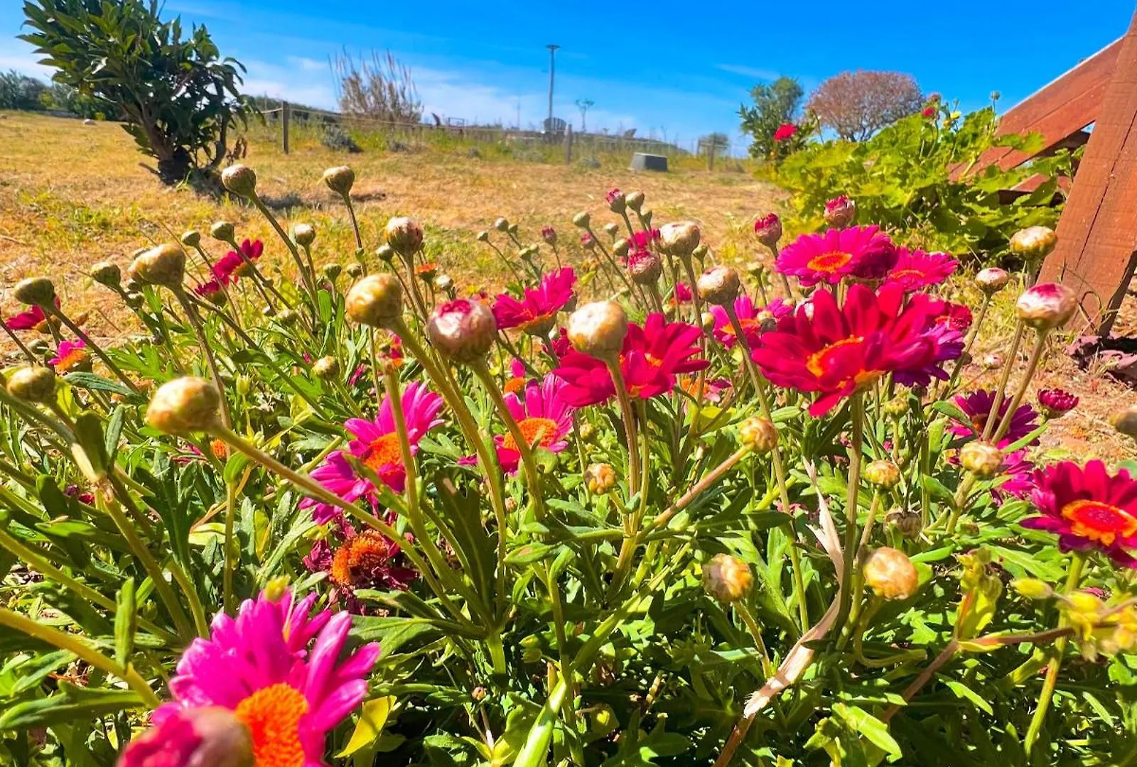 Satsumania Village Parlak Turkije